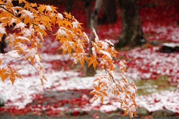 紅葉と雪.jpg